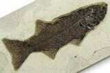 Uncommon Fish Fossil (Mioplosus) - Wyoming #370873-1
